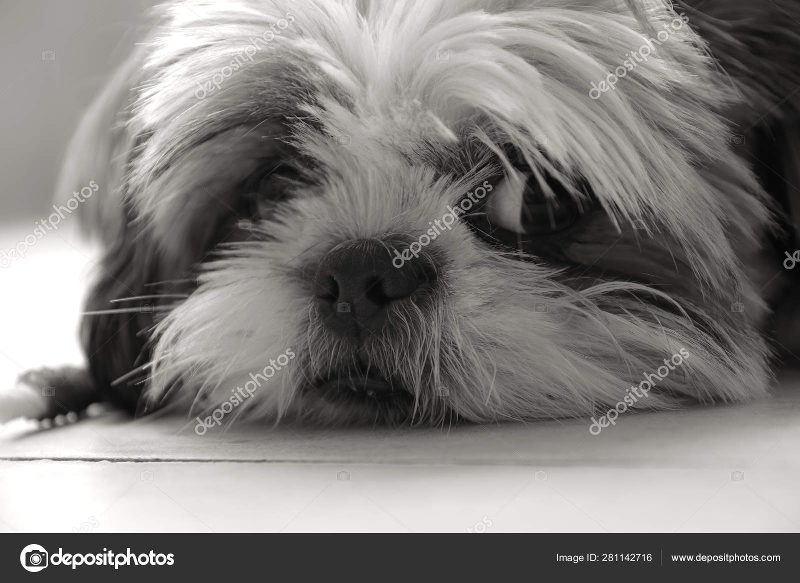 Animals Adorable Shi Tzu Dog With Very Sad Eyes Black And White