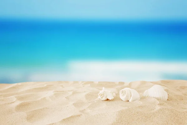 Playa de arena vacía y conchas frente al fondo marino de verano con espacio para copiar —  Fotos de Stock
