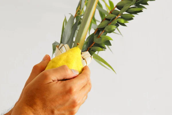 Sukkot Yahudi festivali. Geleneksel sembollertaşıyan Yahudi adam (Dört tür): Etrog, lulav, hadas, arava — Stok fotoğraf