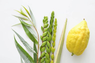 Sukkot Yahudi festivali din görüntüsü. Geleneksel semboller (Dört tür): Etrog, lulav, hadas, arava. beyaz arka plan