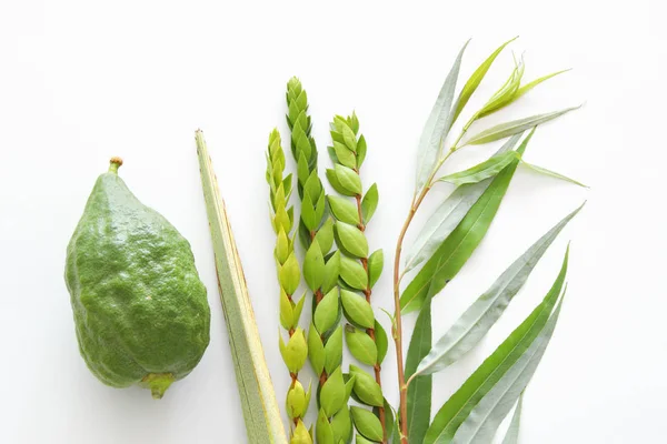 Sukkot Yahudi festivali din görüntüsü. Geleneksel semboller (Dört tür): Etrog, lulav, hadas, arava. beyaz arka plan — Stok fotoğraf