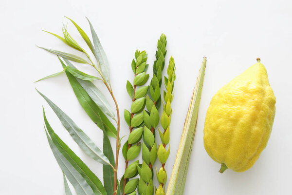 religion image of Jewish festival of Sukkot. Traditional symbols (The four species): Etrog, lulav, hadas, arava. white background
