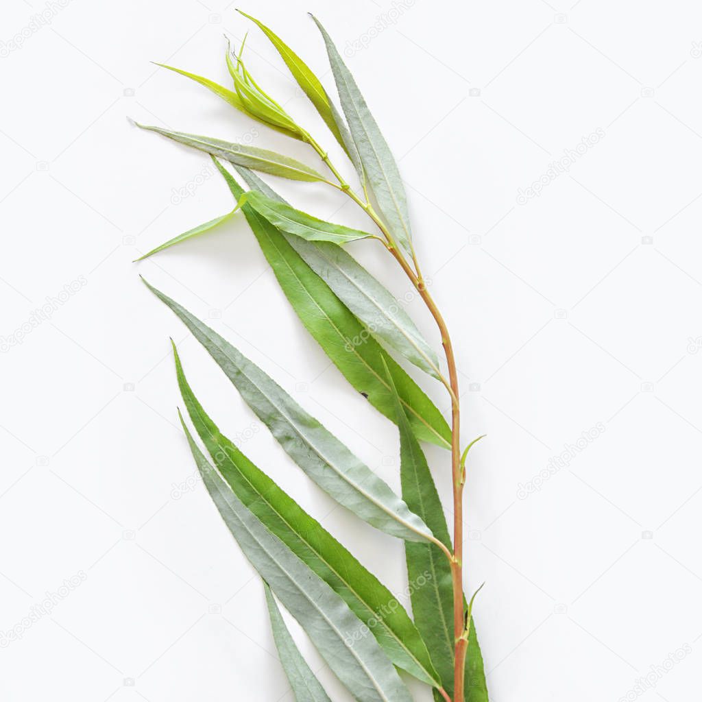 religion image of Jewish festival of Sukkot. Traditional symbol one of the four species: willow (arava). white background