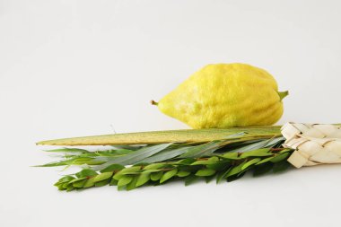 Sukkot Yahudi festivali din görüntüsü. Geleneksel semboller (Dört tür): Etrog, lulav, hadas, arava. beyaz arka plan