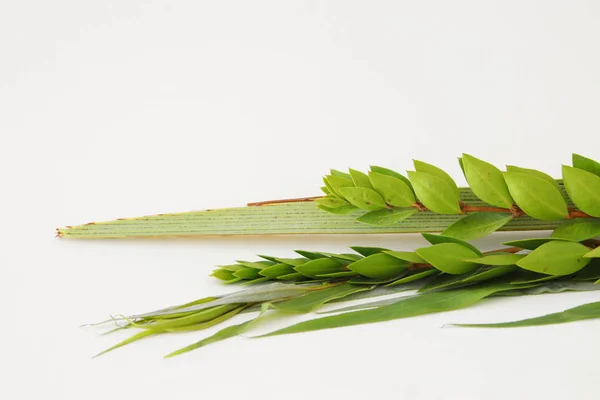 Sukkot Yahudi festivali din görüntüsü. Dört türün geleneksel sembolleri üç: lulav, hadas, arava. beyaz arka plan — Stok fotoğraf