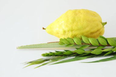 Sukkot Yahudi festivali din görüntüsü. Geleneksel semboller (Dört tür): Etrog, lulav, hadas, arava. beyaz arka plan