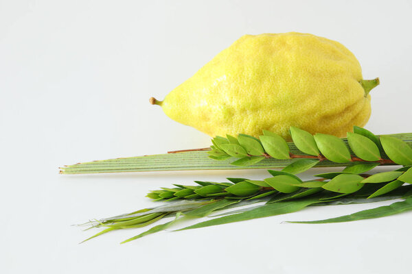 religion image of Jewish festival of Sukkot. Traditional symbols (The four species): Etrog, lulav, hadas, arava. white background