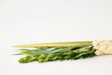 Sukkot Yahudi festivali din görüntüsü. Dört türün geleneksel sembolleri üç: lulav, hadas, arava. beyaz arka plan