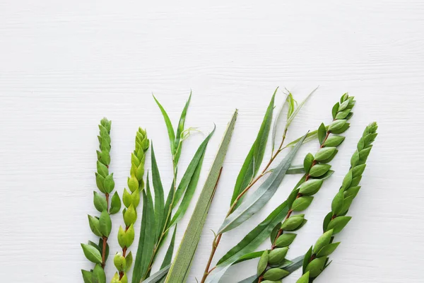 Sukkot Yahudi bayramı. Geleneksel Semboller (dört tür): Etrog, lulav, hadas, arava — Stok fotoğraf