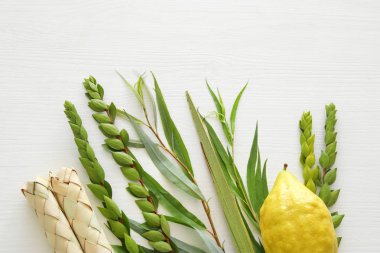 Sukkot Yahudi bayramı. Geleneksel Semboller (dört tür): Etrog, lulav, hadas, arava