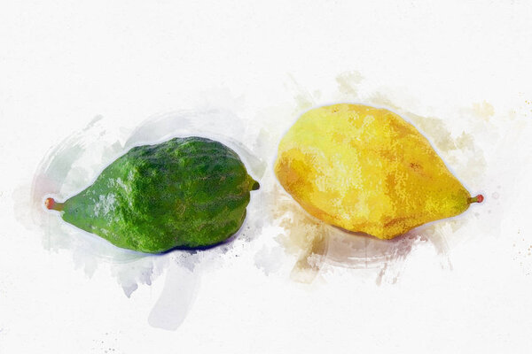 religion image of Jewish festival of Sukkot. Traditional symbol one of the four species: citron (Etrog). white background