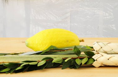 Sukkot Yahudi bayramı. Geleneksel Semboller (dört tür): Etrog, lulav, hadas, arava