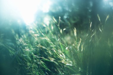 Gün batımında orman çayırının soyut rüya gibi fotoğrafı.