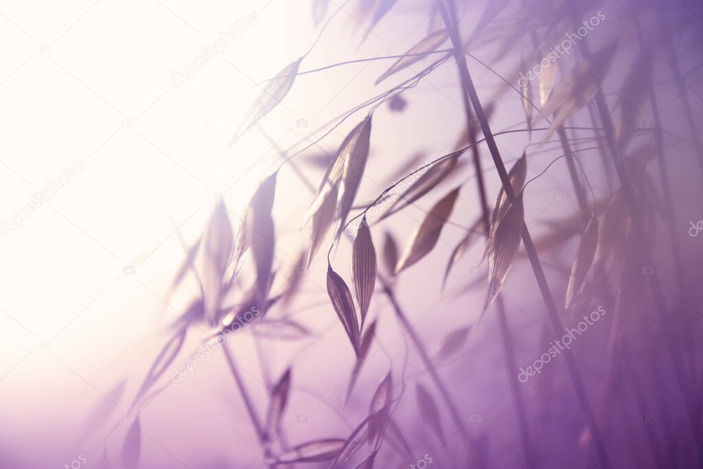 abstract dreamy photo of forest meadow at sunset