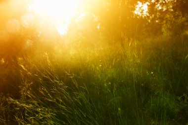 Gün batımında orman çayırının soyut rüya gibi fotoğrafı.