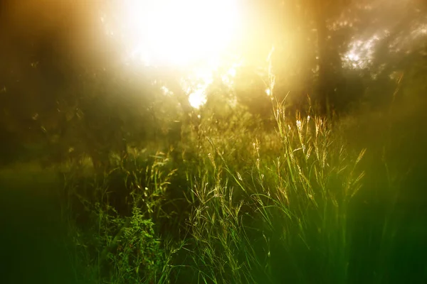 Abstrakcyjne Marzycielskie Zdjęcie Leśnej Łąki Zachodzie Słońca — Zdjęcie stockowe
