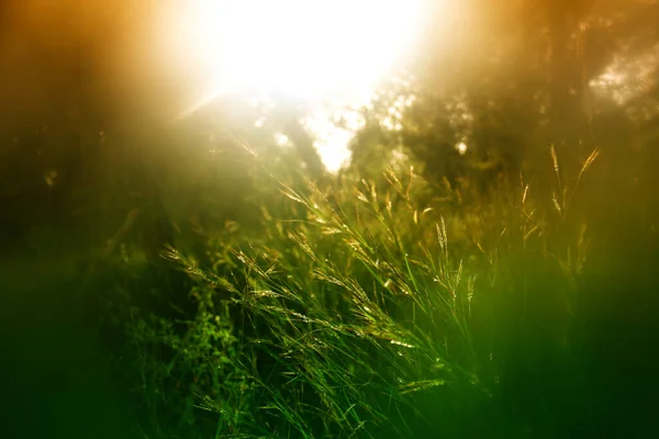 日没の森の牧草地の抽象的な夢の写真 — ストック写真