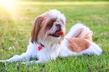 Parktaki sevimli mutlu köpek.