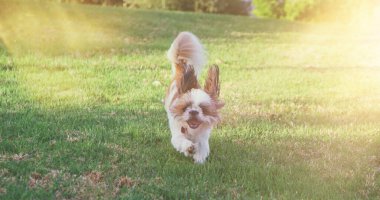 tapılası mutlu köpek çimenlerde koşuyor.
