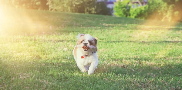 Bedårande Glad Shi Tzu Hund Som Springer Gräset — Stockfoto