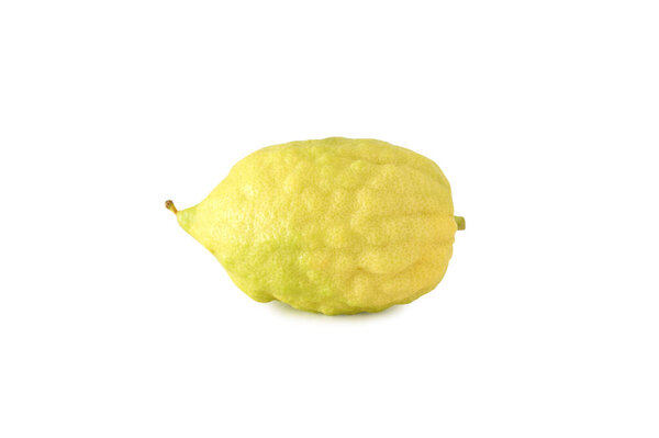 religion image of Jewish festival of Sukkot. Traditional symbol one of the four species: citron (Etrog). white background