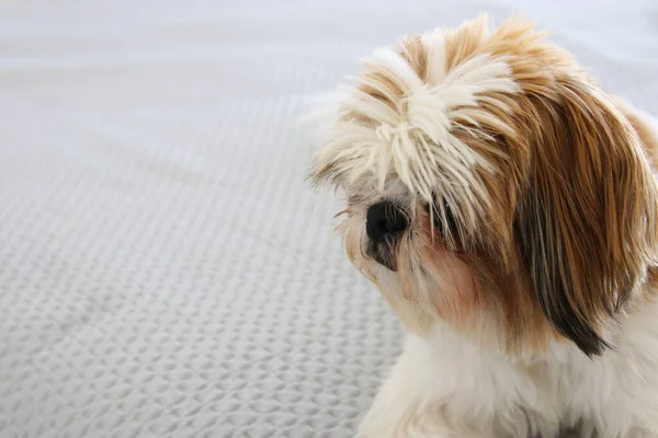 Immagine Carino Shi Tzu Cane Nella Stanza Mattina Calda Accogliente — Foto Stock