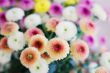 Renkli tarla çiçeklerinin arkaplanı