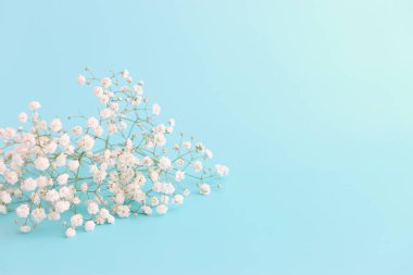 Bahar buketi. Pastel mavi arka planda beyaz çikila çiçekleri.