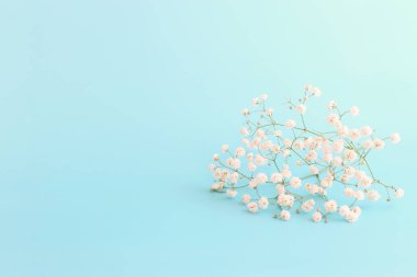 Bahar buketi. Pastel mavi arka planda beyaz çikila çiçekleri.