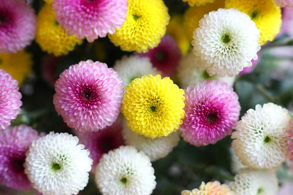 色とりどりの花畑の背景 — ストック写真