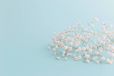 Bahar buketi. Pastel mavi arka planda beyaz çikila çiçekleri.