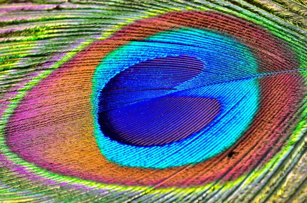 Tavus kuşu tüyü. Yaklaş.