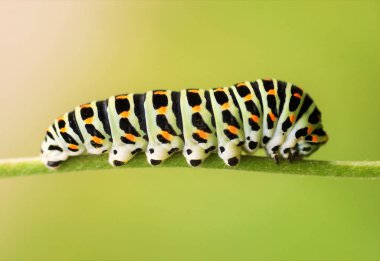 Caterpillar Swallowtail yakın çekim