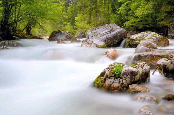 flowing water with stones and trees landscape