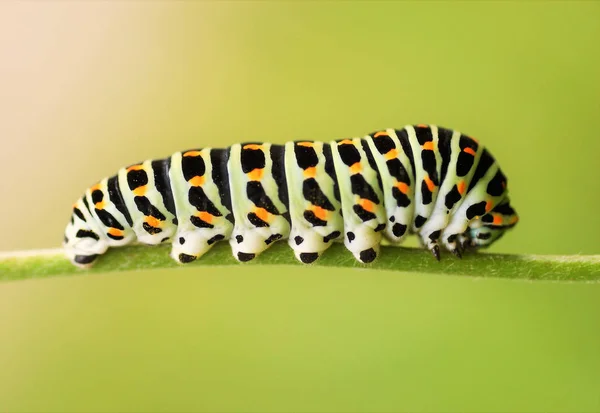 Cerrar Caterpillar Cola Golondrina —  Fotos de Stock