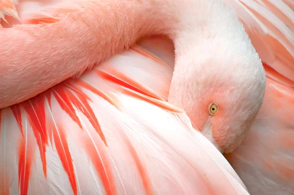 Flamingo Beautiful Close — Stock Photo, Image