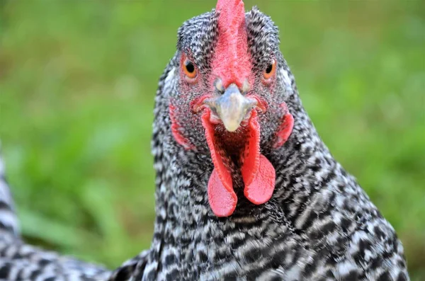 Tête Poulet Colère Gros Plan — Photo