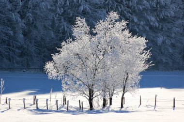 Karla kaplı ağaçlarla kaplı kış manzarası