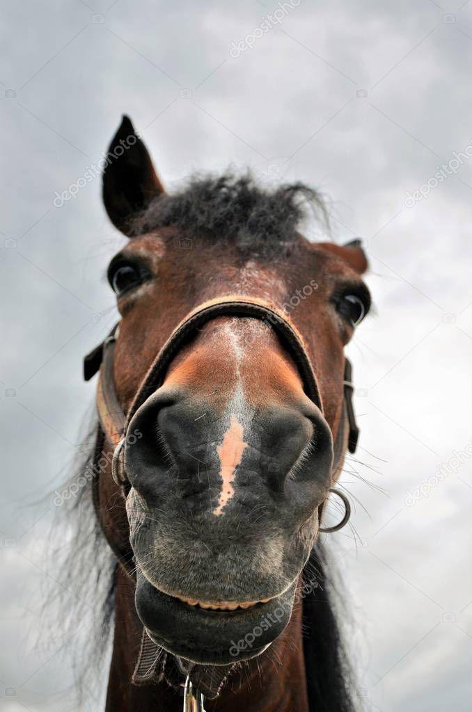 funny horse head close up