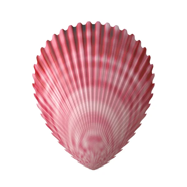 Sea Shell Shellfish Isolated — Stock Photo, Image