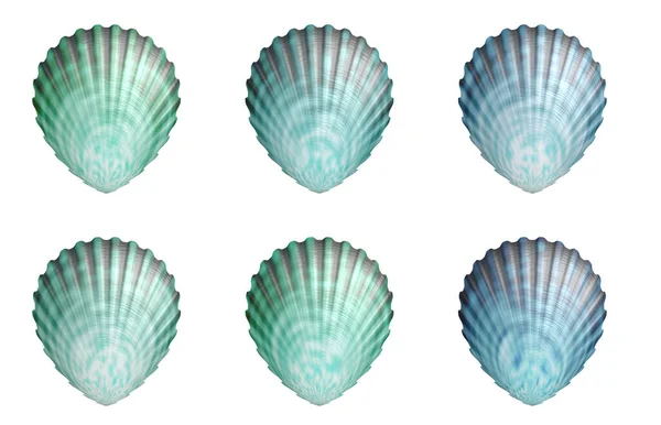 Guscio Mare Molluschi Isolati — Foto Stock