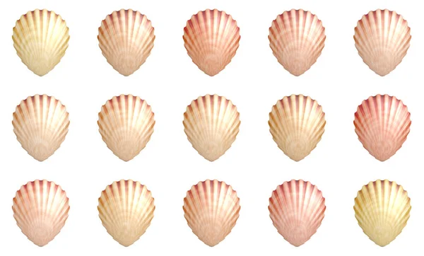 Guscio Mare Molluschi Isolati — Foto Stock