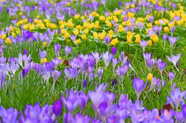 Renkli bahar çiçeği tarlası