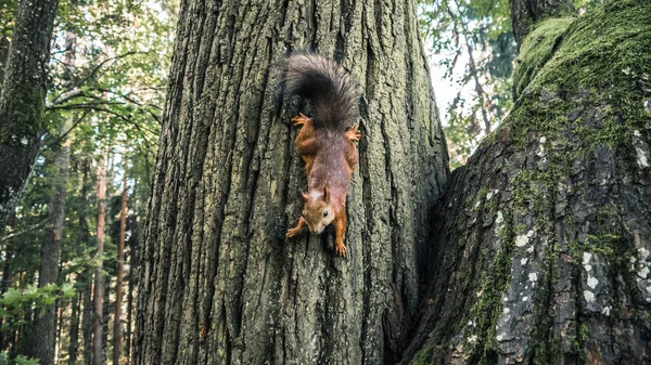 Squirell Árvore — Fotografia de Stock