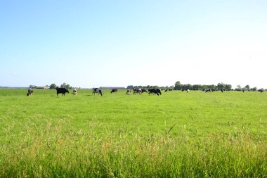 Hollanda 'da, Friesland' da inekler tarlalarda