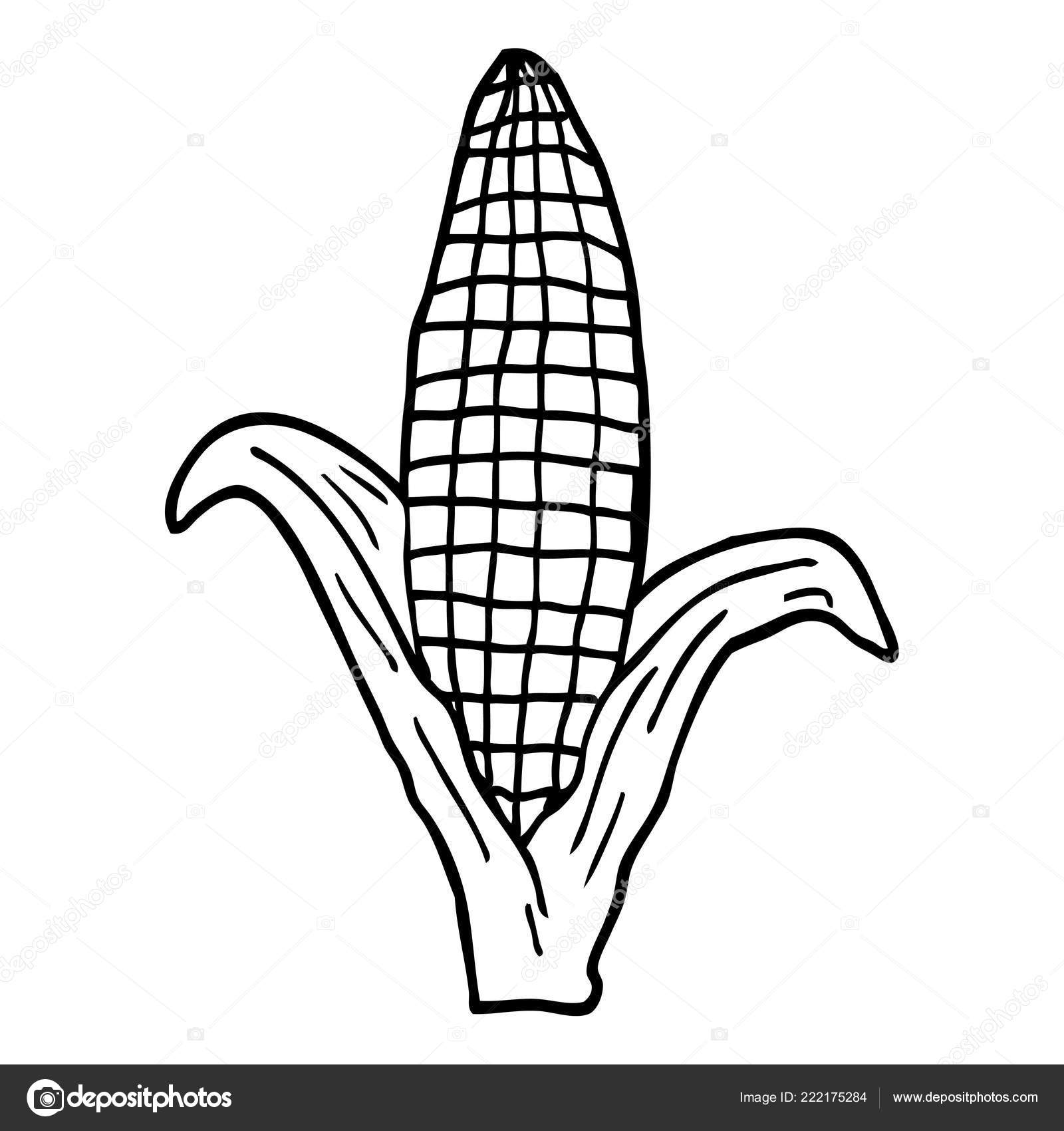 Line Drawing Cartoon Healthy Corn Stock Vector Image by ©lineartestpilot #222175284 Line Drawing Cartoon Healthy Corn Stock Vector Image by ©lineartestpilot #222175284