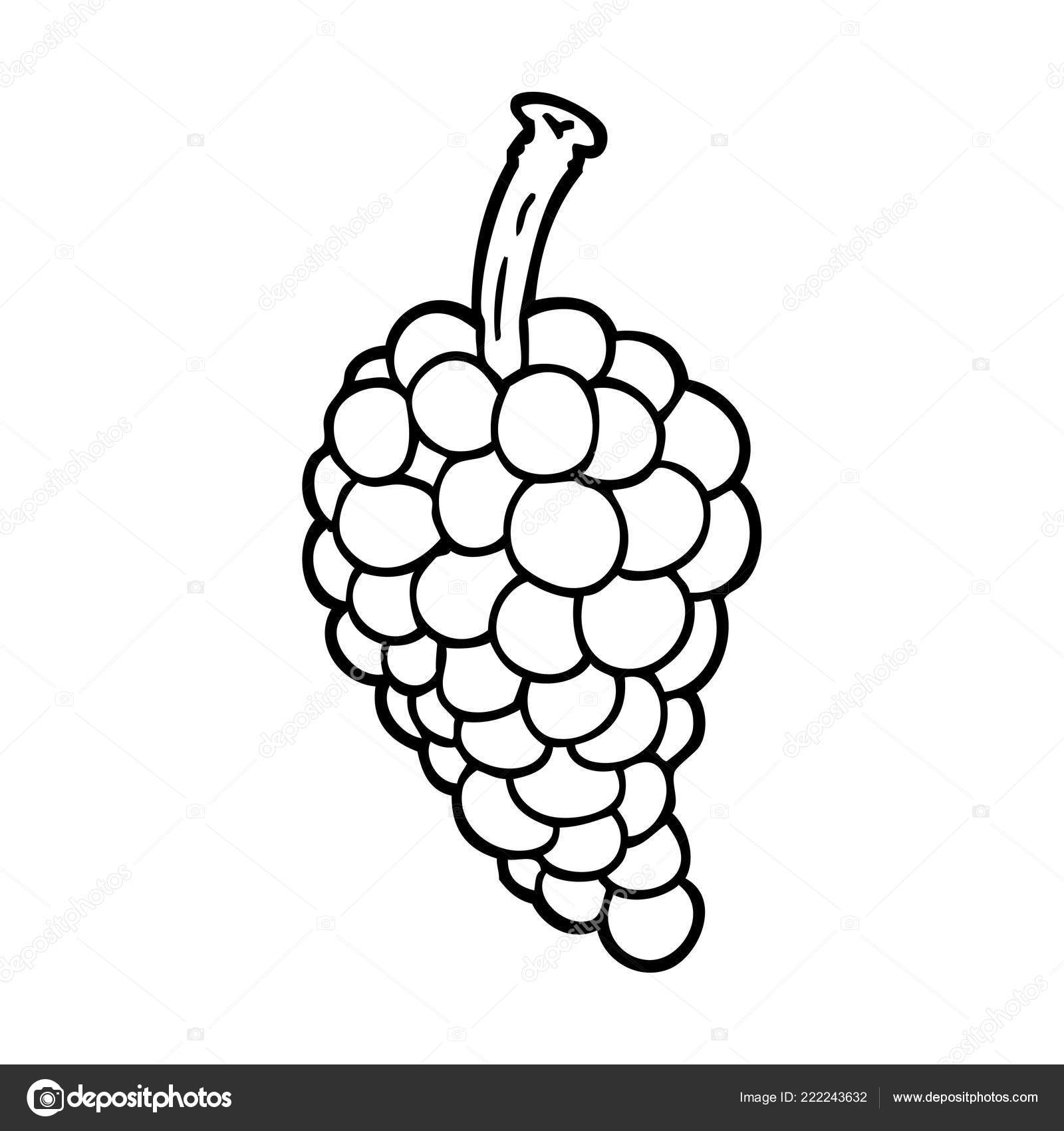 Line Drawing Cartoon Bunch Grapes Stock Vector Image by ©lineartestpilot  #222243632