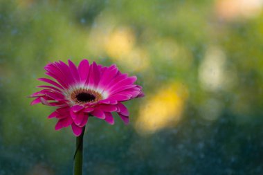 Kırmızı gerber çiçek yakın çekim