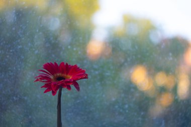 Kırmızı gerber çiçek yakın çekim