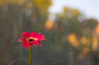 Kırmızı gerber çiçek yakın çekim